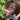 Halsterset Diva Violet