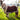 MHS Show Fleecedeken Met Borstflap Bruin